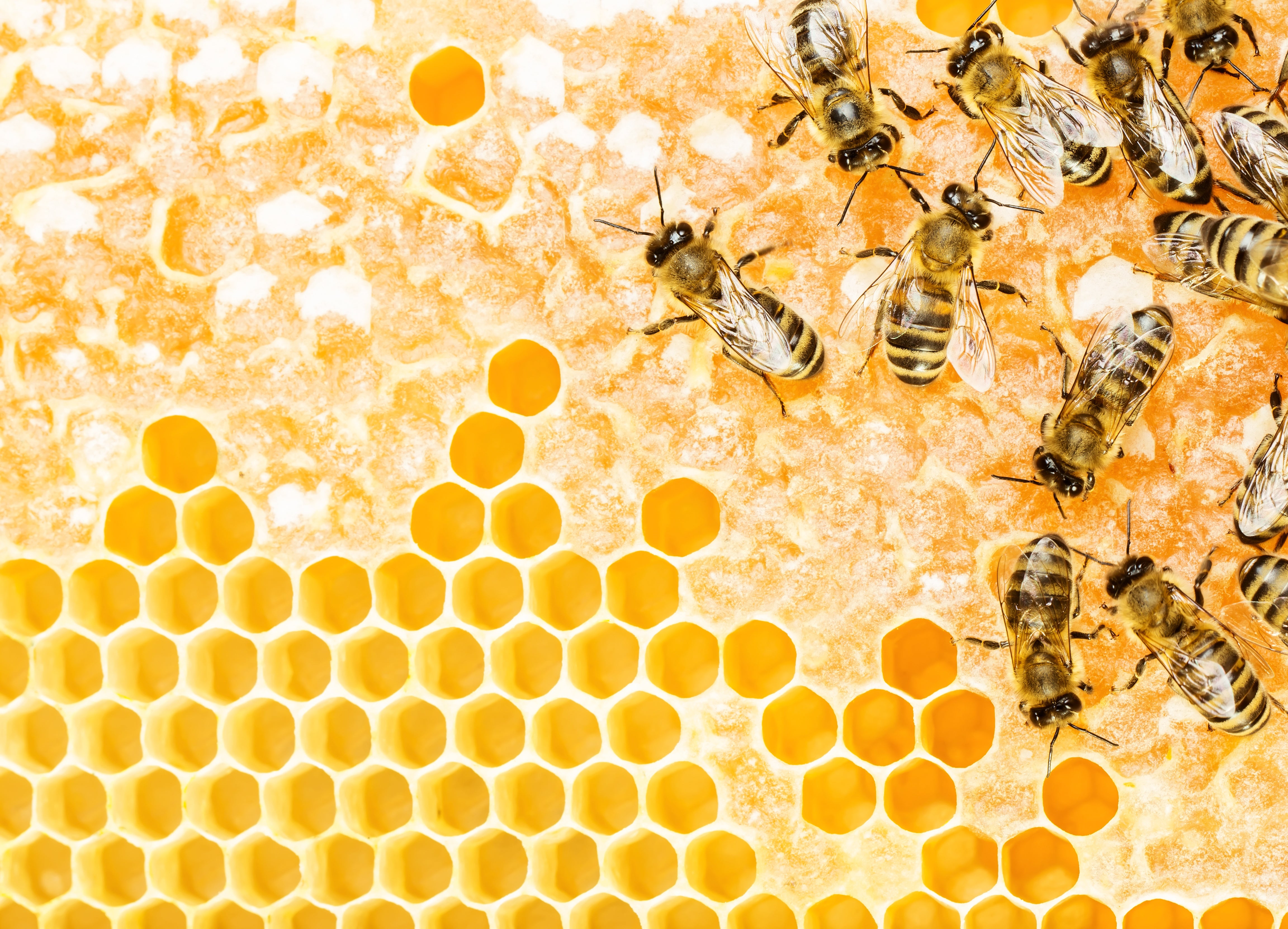 Beeswax Uses: The Beauty Miracle of the Hive (+ DIY Lotion Recipe!) -  Organic Authority