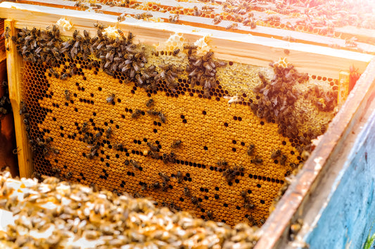 Difference between Brood Comb and Honey Comb