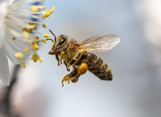 The Wonders of Honeybees: An In-Depth Look