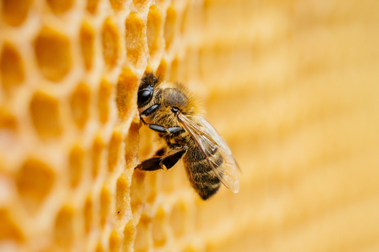 What Makes Beeswax So Special?